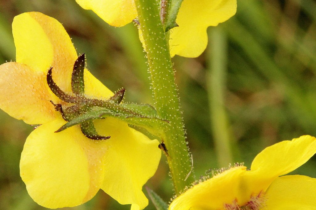 Verbascum blattaria / Verbasco polline